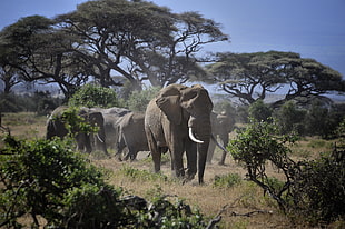 wildlife photography of group of gray elephant near trees, amboseli national park, kenya HD wallpaper