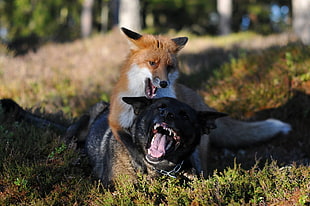 orange fox, animals, fox