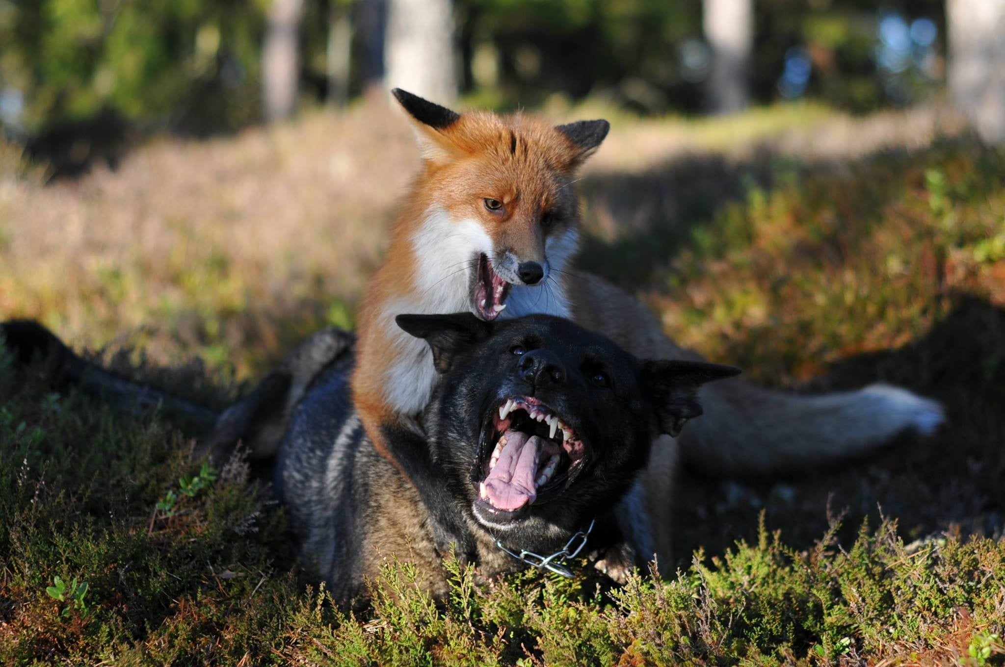 Лиса провела волка. Лиса Джунипер и ее друг пес. Бешеная лиса. Бешеные лисы. Дикие собаки в лесу.