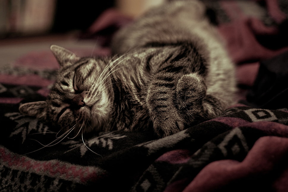 black and gray tabby cat, animals, cat, sleeping HD wallpaper