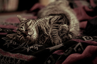 black and gray tabby cat, animals, cat, sleeping