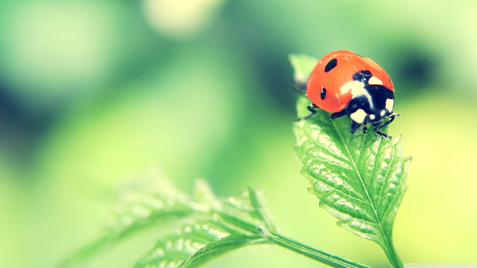 red ladybug, nature, insect, animals, leaves HD wallpaper