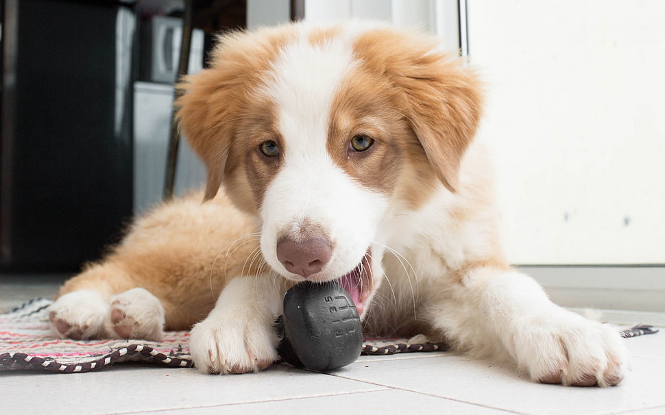 Saint Bernard puppy HD wallpaper
