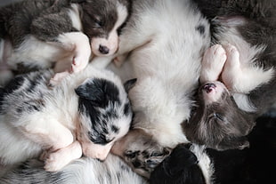 white-and-black puppies, puppies, baby animals, sleeping, dog