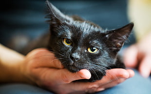 black bombay cat