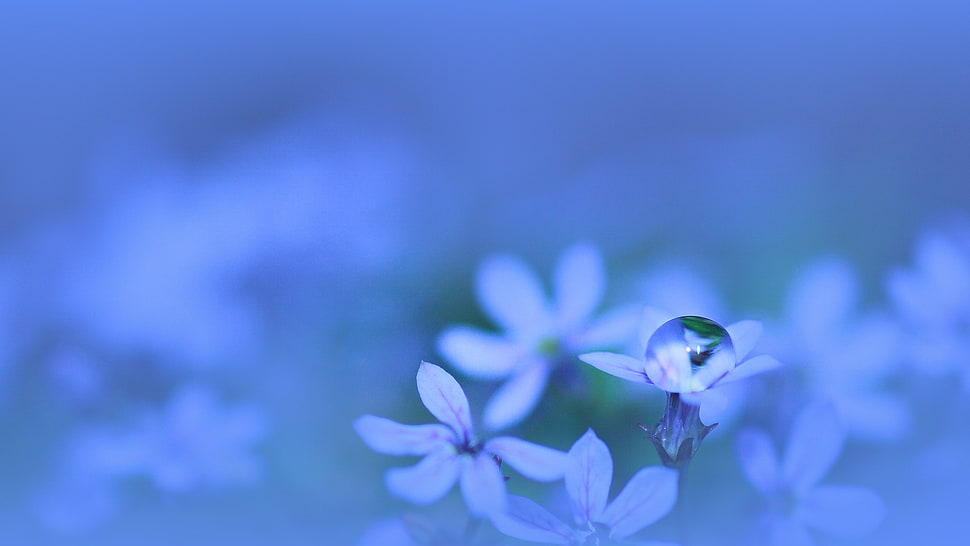 purple and white petaled flower, plants, water drops, blue background, flowers HD wallpaper