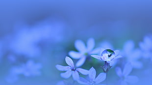 purple and white petaled flower, plants, water drops, blue background, flowers