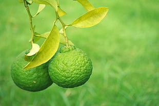 depth of field of Pomelo fruit on tree over grass