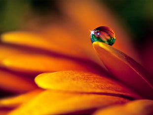 close up photo of dew drop on yellow petaled flower