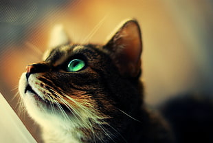 closeup photo of tabby cat