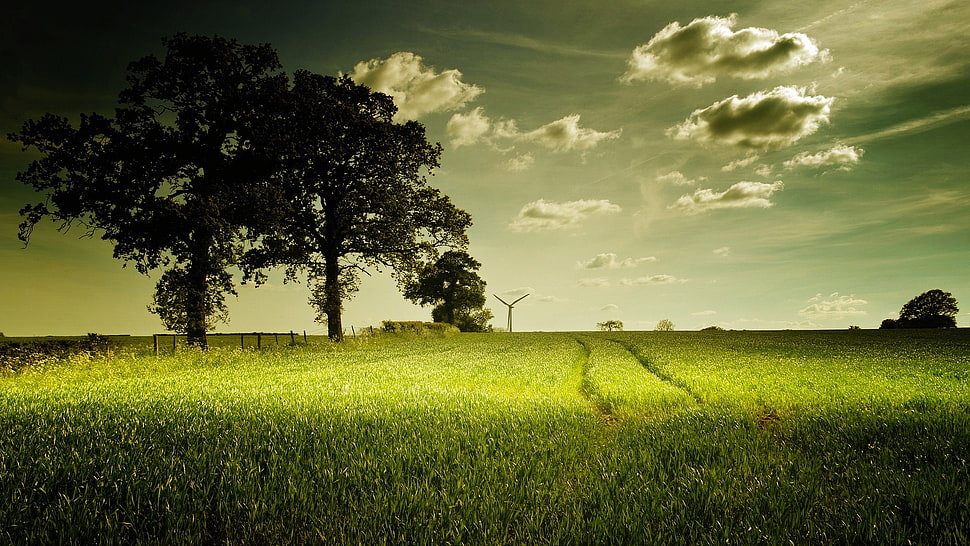 grass field, nature, trees, grass, landscape HD wallpaper