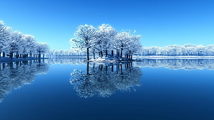 trees covered with snow, winter, water, nature, landscape