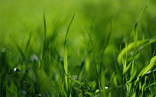 macro shot photography of green grass