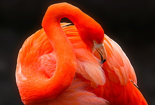 red and white Flamingo bird