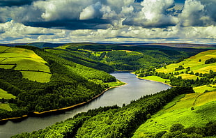 green hills and tree HD wallpaper
