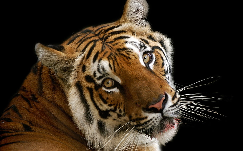 orange and white tiger HD wallpaper