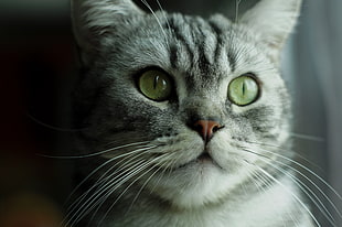 silver tabby cat up close photo