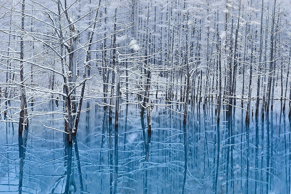 bare trees, landscape, nature, snow, trees HD wallpaper
