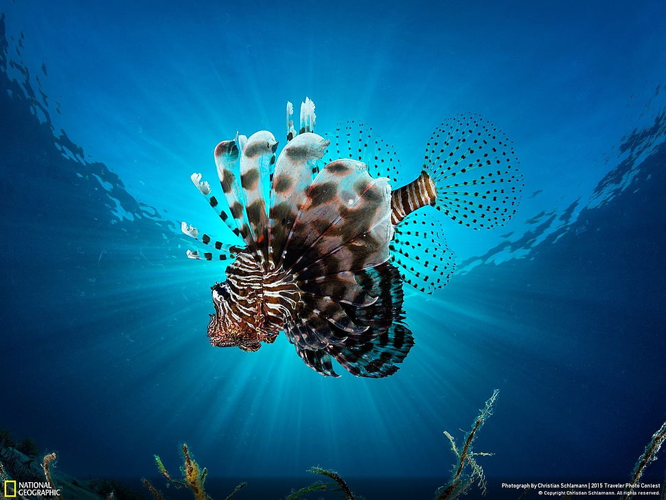 multicolored fish, clouds, landscape, wildlife HD wallpaper