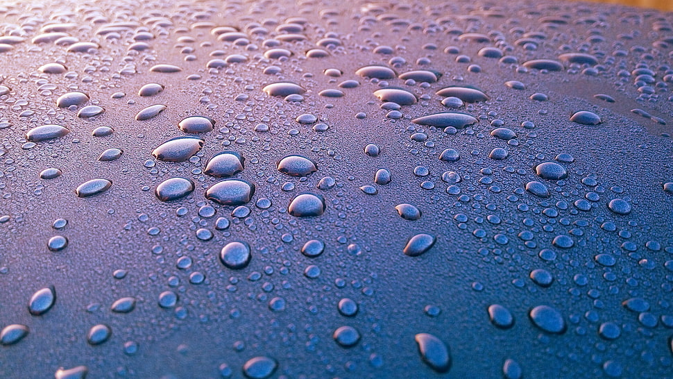 morning, dew, rain, raindrops HD wallpaper
