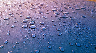 morning, dew, rain, raindrops