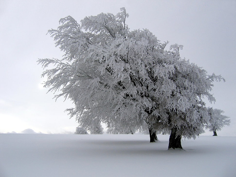 white tree, winter, snow, trees, nature HD wallpaper