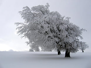 white tree, winter, snow, trees, nature