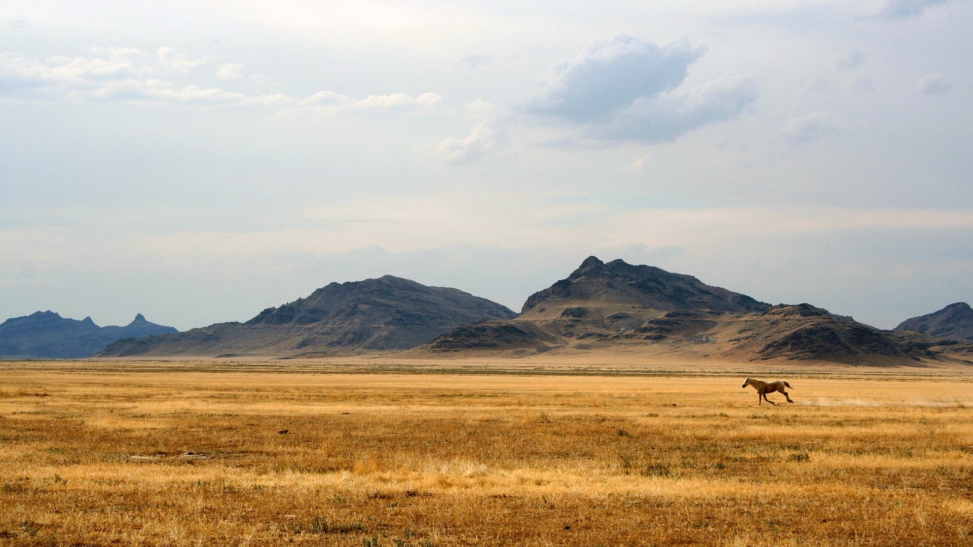 brown horse, horse, nature, landscape, animals