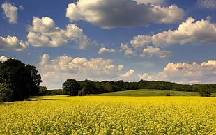 yellow flower field under blue calm sky HD wallpaper
