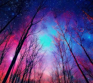low angle photography of trees under starry night sky