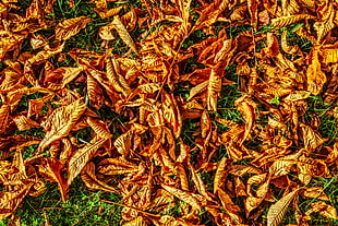 pile of brown dried leaves HD wallpaper