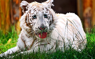 white tiger HD wallpaper