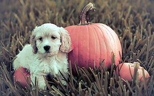 fawn American Cocker Spaniel puppy beside pumpkins