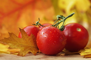 depth of field photo of a red tomatoes