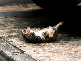 short-coated calico kitten on gray concrete pavement