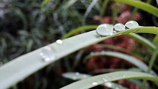 green plant and water drops, plants, water drops, leaves, macro HD wallpaper