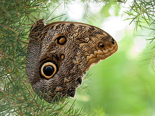 Owl Butterfly on green leaves at daytime HD wallpaper