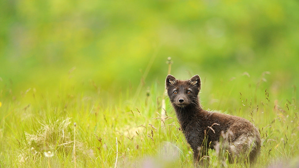 black 4-legged animal photo HD wallpaper
