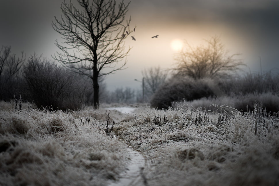 leafless tree on grass field, dark, winter, trees, nature HD wallpaper