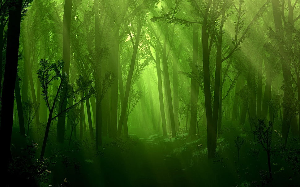black trees, forest HD wallpaper