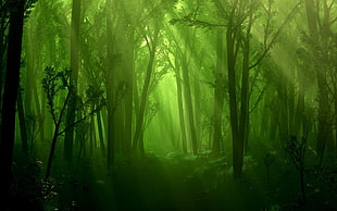 black trees, forest HD wallpaper