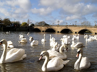 flock of mute swans on body of water near concrete bridge