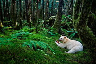 white and brown bear, forest, bears, moss, Lost HD wallpaper