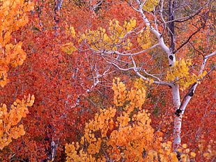 yellow and orange leaves trees