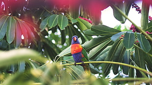purple, orange, and green parrot on tree branch