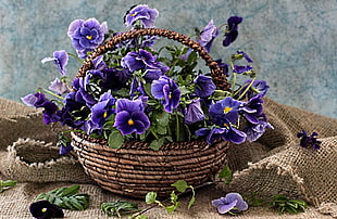 pink African Violet flowers in wicker basket