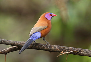 orange and purple bird perching on twig, violet-eared waxbill, uraeginthus, pilanesberg national park, northwest province, south africa