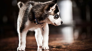 black and white Siberian husky puppy, animals, dog, Siberian Husky  HD wallpaper