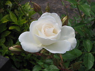 white Rose closeup photo