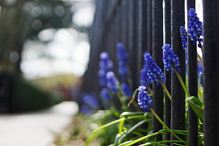 blue grape Hyacinth flower in metal fence at daytime